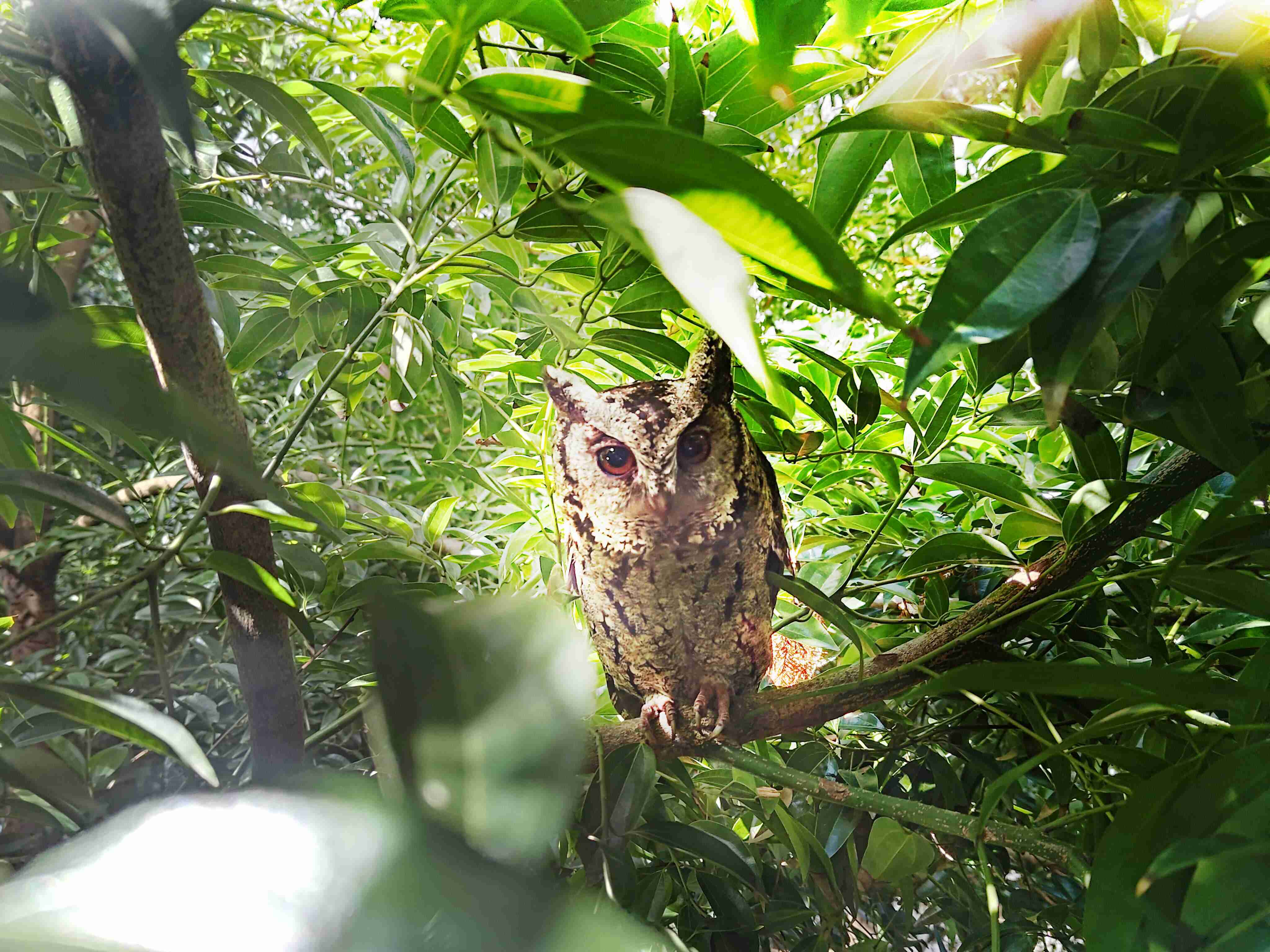 OBPay致力提倡净零绿生活，，，，16年以来在全球各厂区植树逾百万棵，，，造就各厂区树木蔚然成林，，犹如森林工厂，，成为许多生物的栖息地